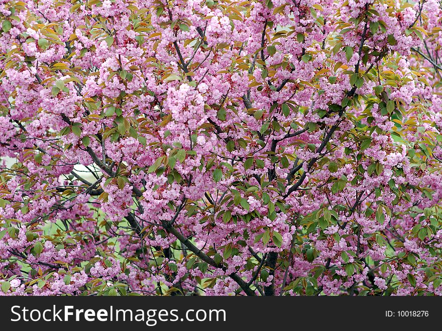 Sakura cherry flowering as a background. Sakura cherry flowering as a background