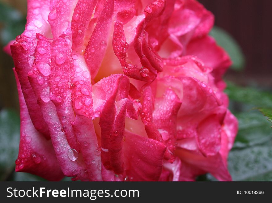 Beautiful pink rose with water drops. After a rain. Beautiful pink rose with water drops. After a rain.