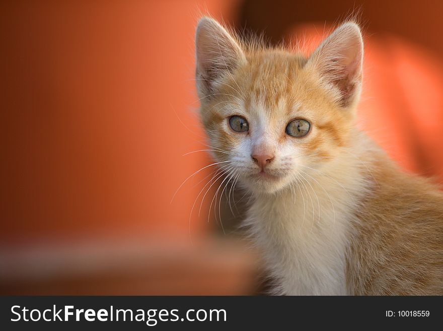 Orange kitty with orange background. Orange kitty with orange background