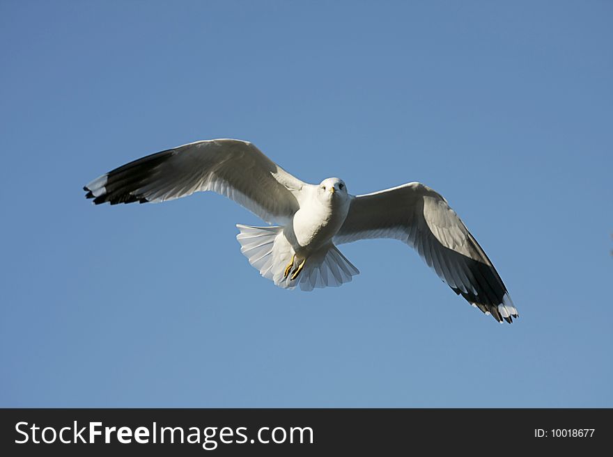 Seagull in blue sky flight. Seagull in blue sky flight