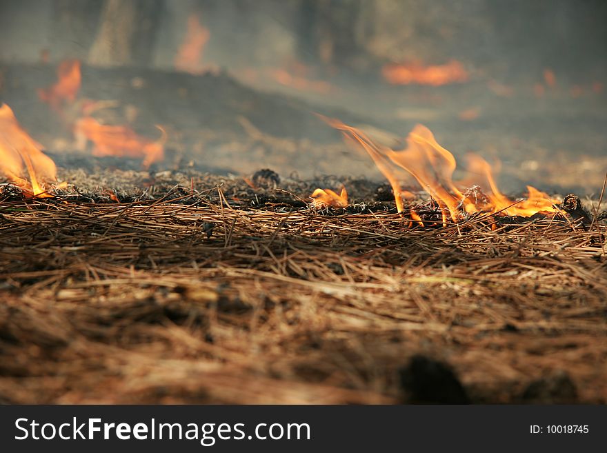 Burning needles in the summer in coniferous wood