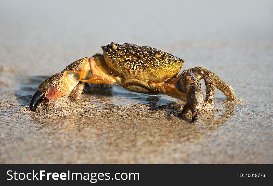 Crab on sandy coast at the moment of outflow. Crab on sandy coast at the moment of outflow