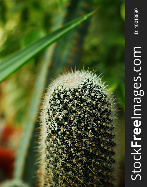 Detail of a cactus plant