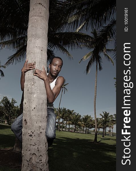 Young man in the park climbing a tree. Young man in the park climbing a tree