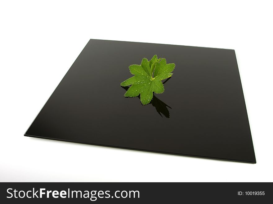 Green leaf with water drops on a dark square with a white background. Green leaf with water drops on a dark square with a white background.