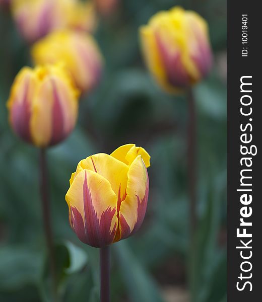 Beautiful Tulips In Spring