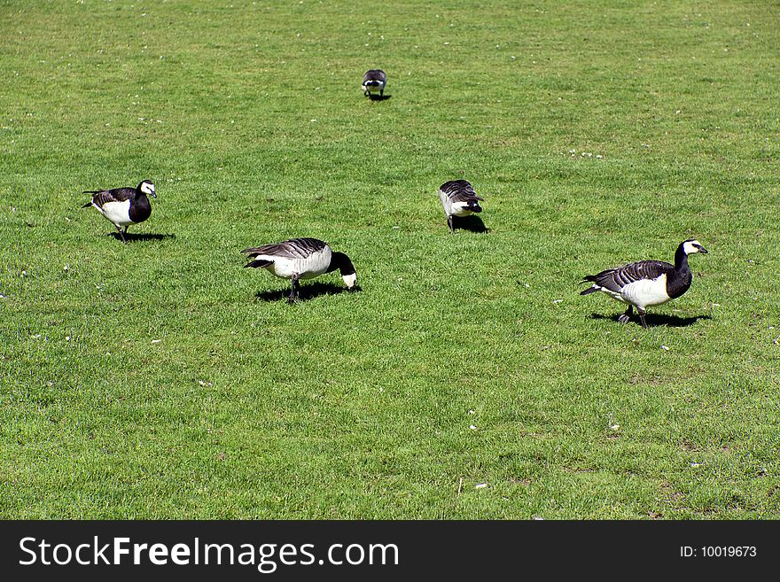 Red Grouse In The Royal Park Djurgarden,Stockholm-