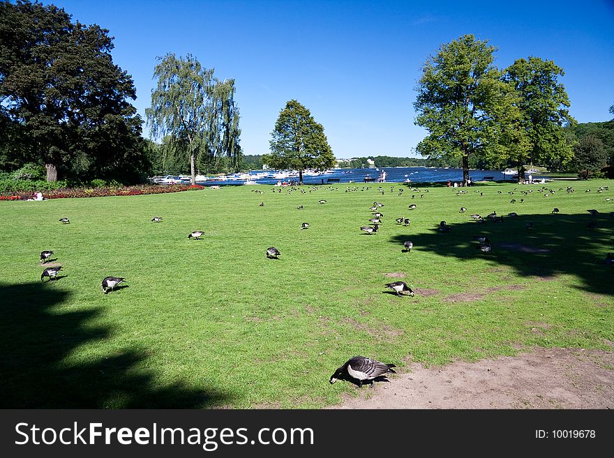 Red grouse in the royal park Djurgarden,Stockholm-