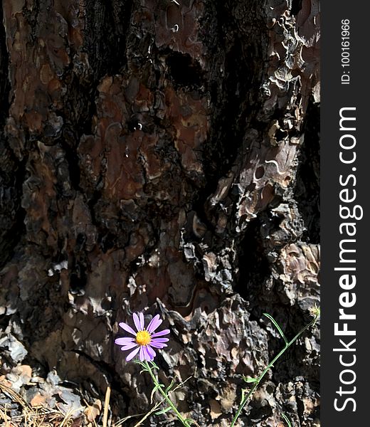 Purple fleabane at the feet of a Ponderosa Pine. Purple fleabane at the feet of a Ponderosa Pine