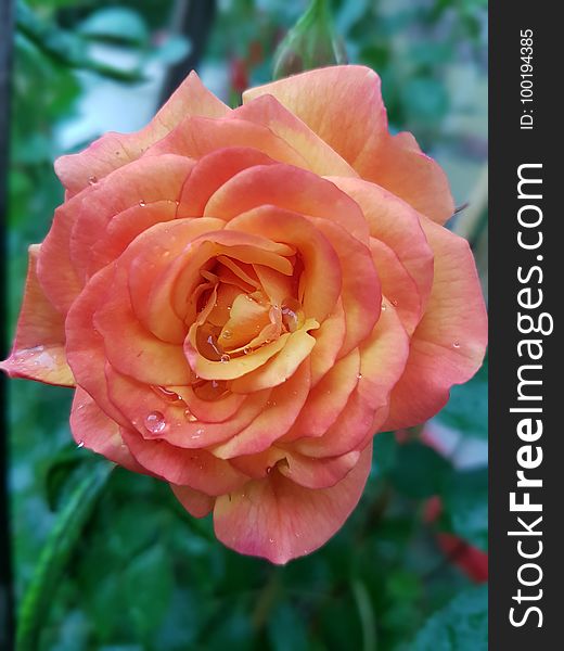 Rose, Flower, Rose Family, Garden Roses