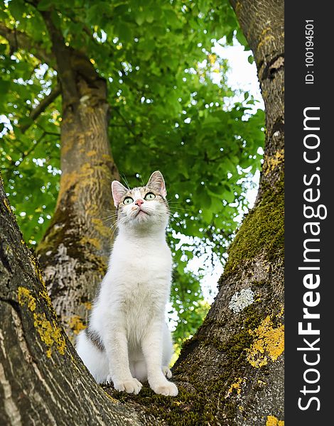 Cat, Green, Tree, Mammal