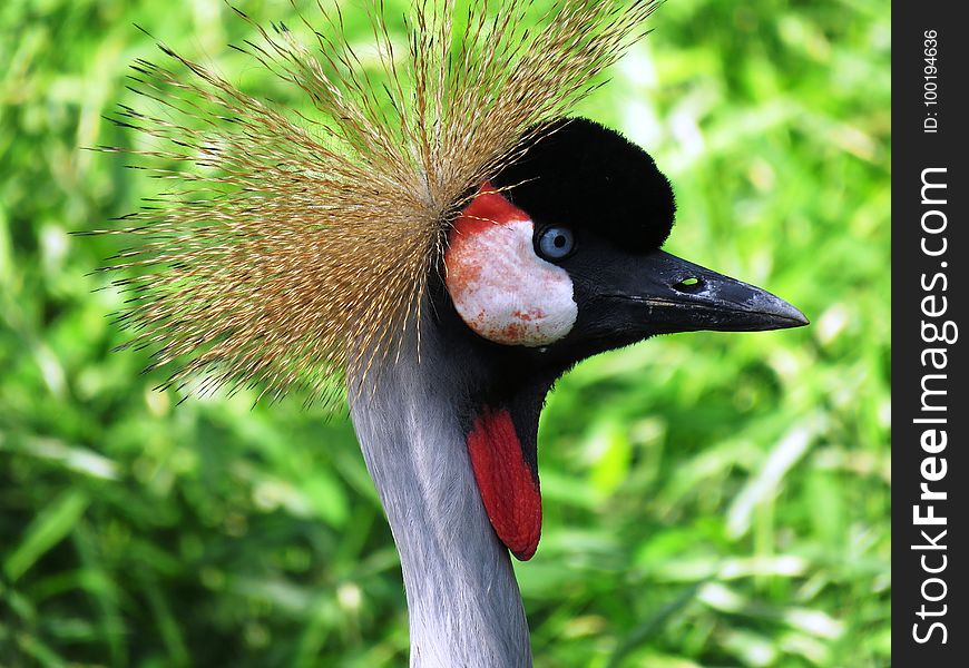 Bird, Beak, Fauna, Crane Like Bird