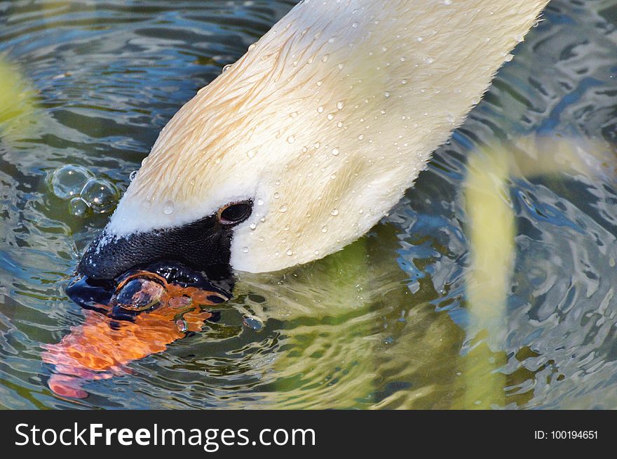 Bird, Water, Beak, Water Bird