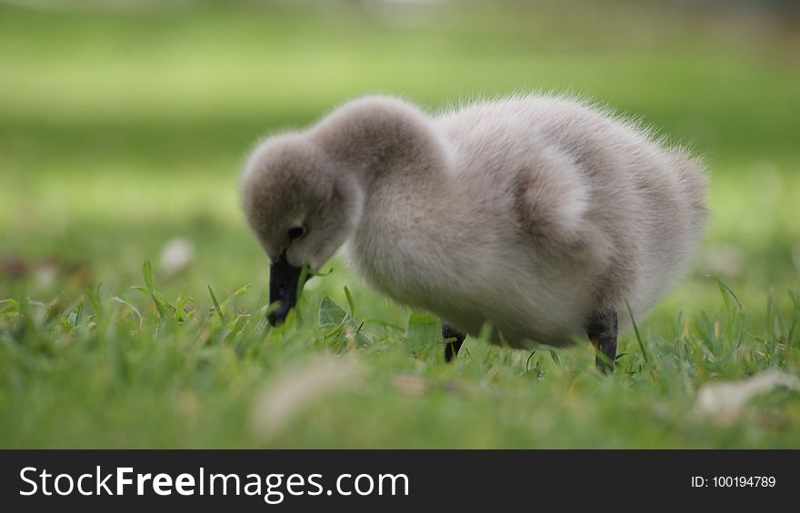 Bird, Water Bird, Fauna, Beak