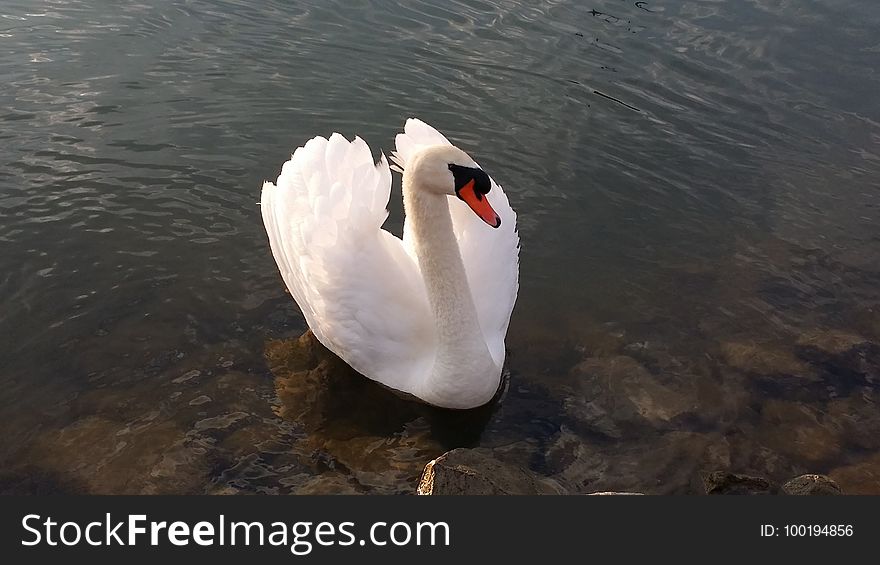 Swan, Bird, Water Bird, Ducks Geese And Swans