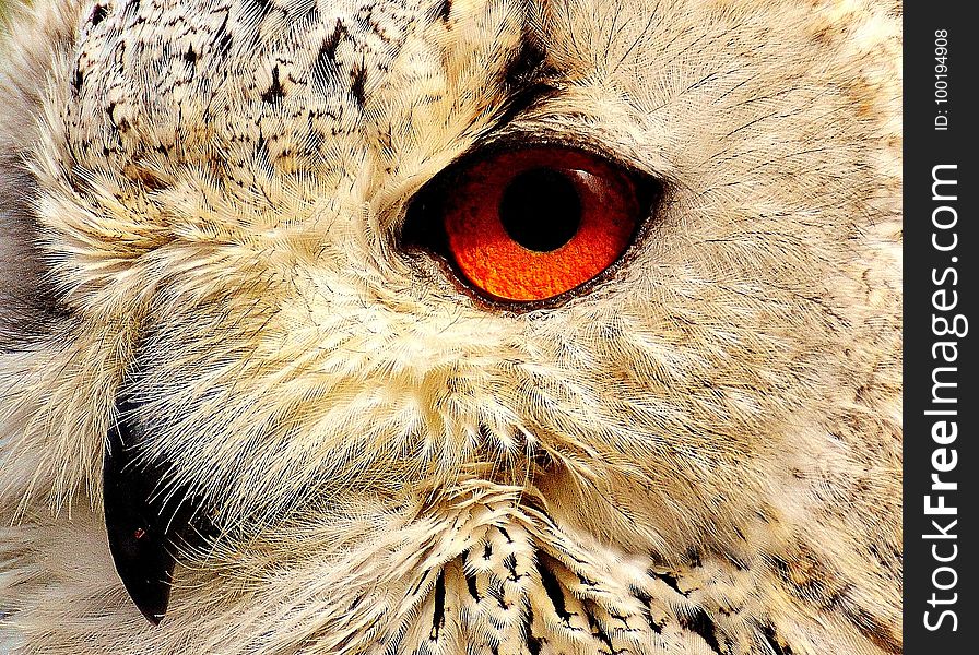 Owl, Beak, Fauna, Bird Of Prey