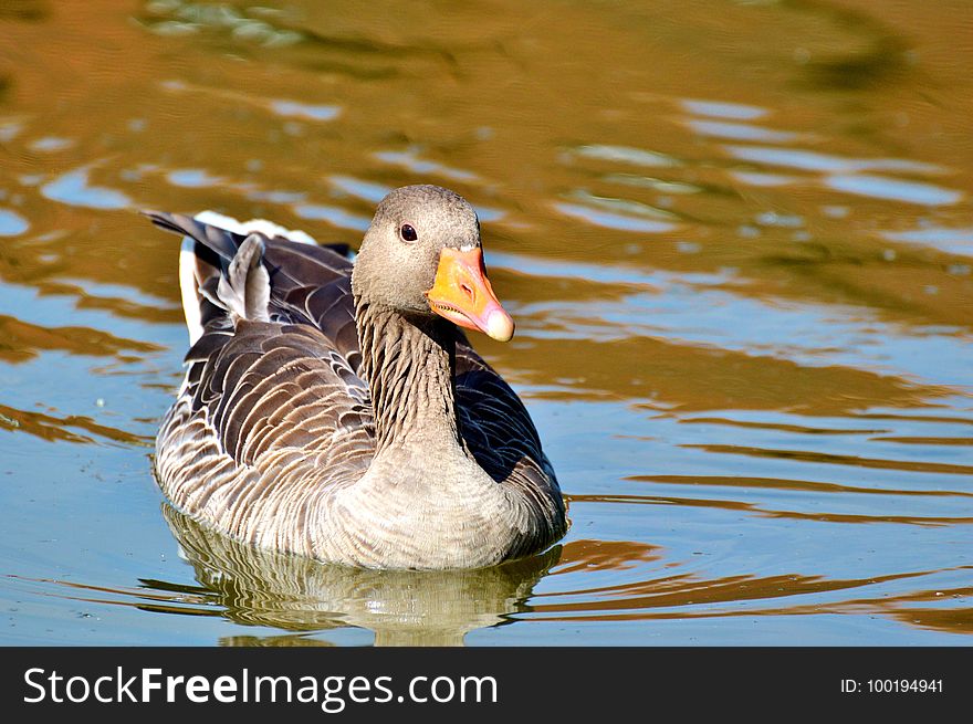 Bird, Duck, Water Bird, Ducks Geese And Swans