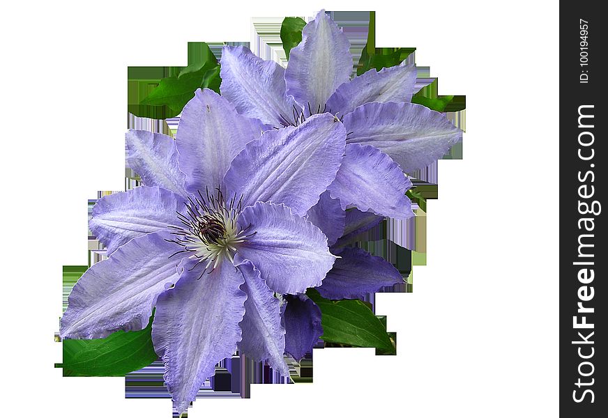 Flower, Plant, Purple, Violet