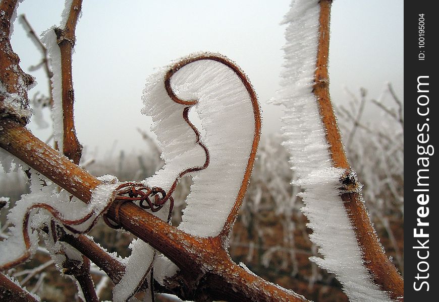 Winter, Wood, Freezing, Frost