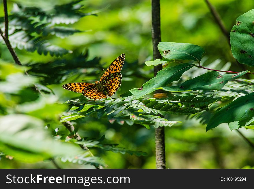 Butterfly, Insect, Moths And Butterflies, Vegetation