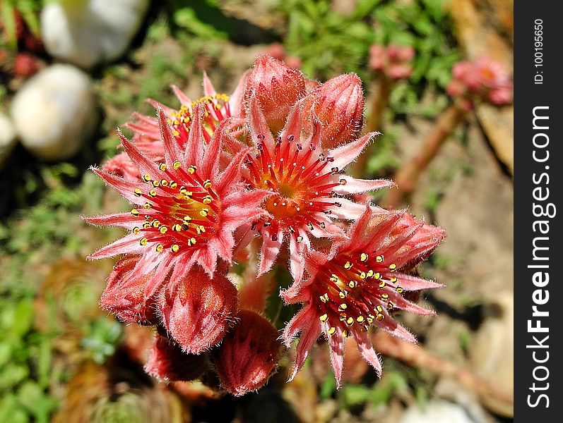 Flower, Flora, Plant, Subshrub