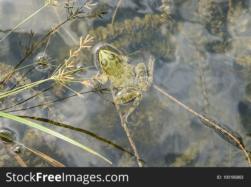 Fauna, Wildlife, Flora, Grass Family