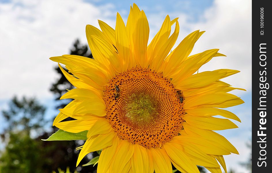 Flower, Sunflower, Yellow, Sunflower Seed