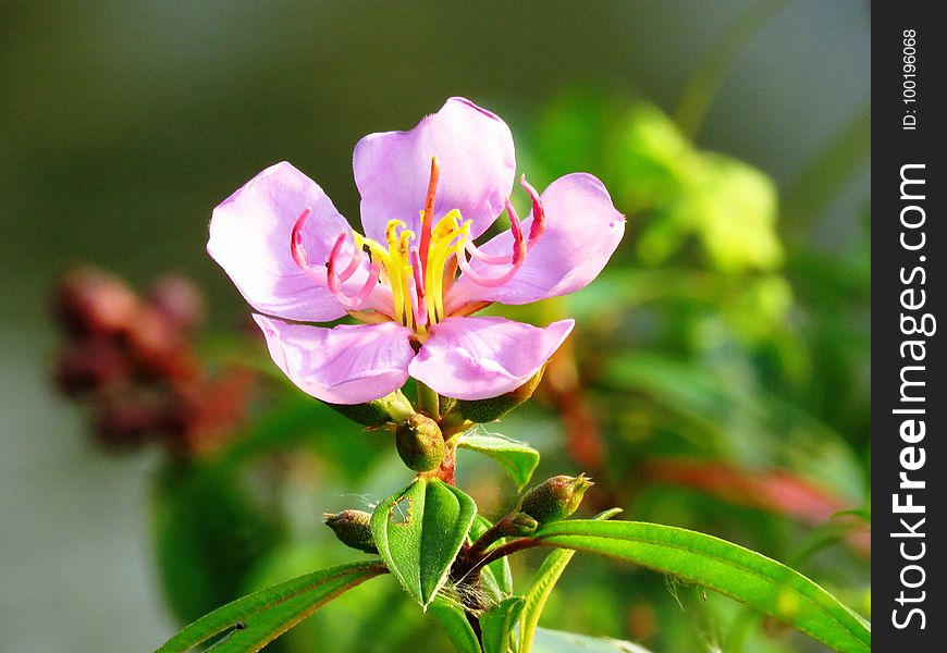 Flower, Flora, Plant, Melastome Family