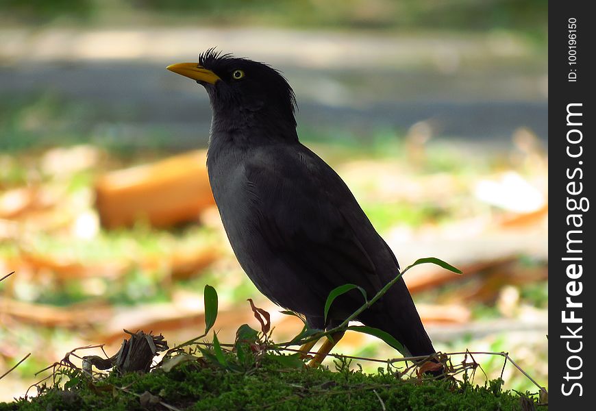 Bird, Beak, Fauna, Blackbird