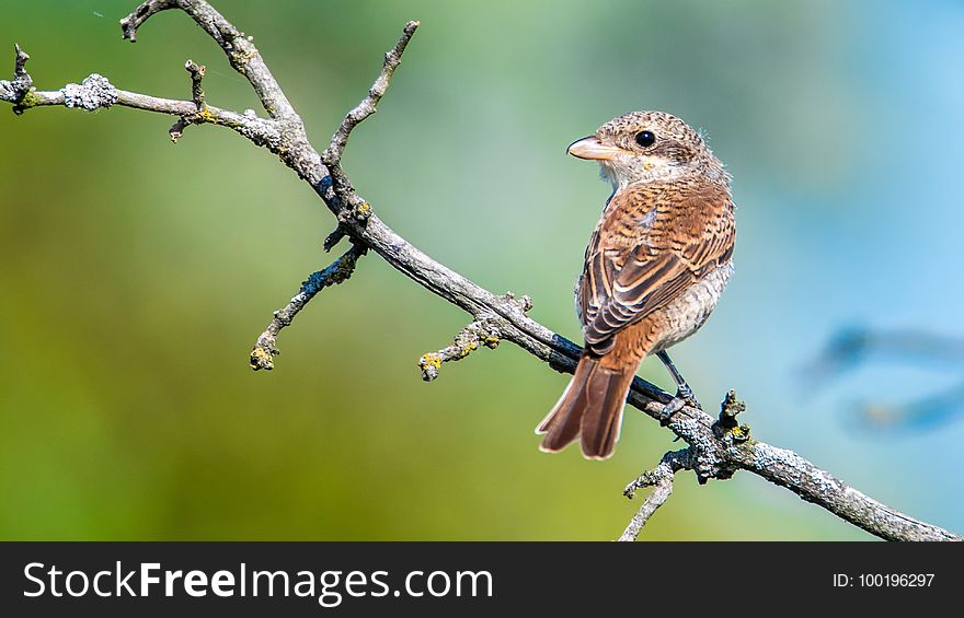 Bird, Beak, Finch, Fauna