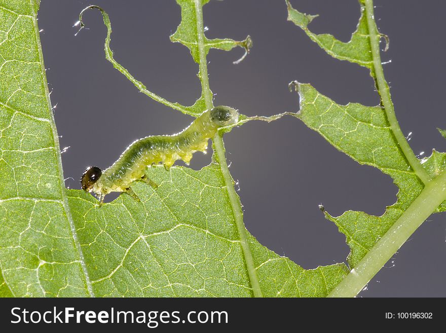 Caterpillar, Larva, Leaf, Insect