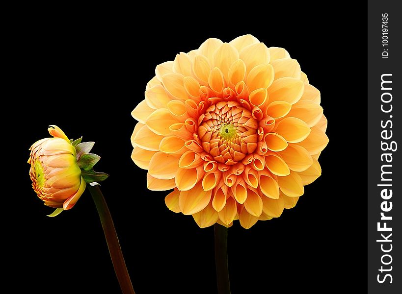 Flower, Yellow, Flowering Plant, Dahlia