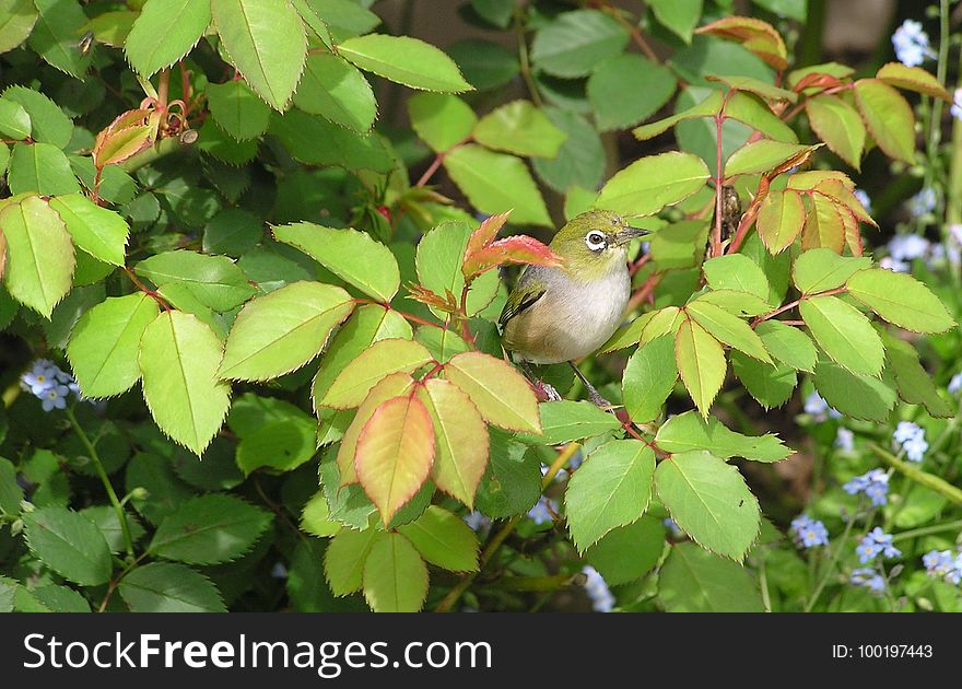 Bird, Fauna, Leaf, Beak