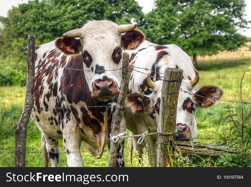 Cattle Like Mammal, Dairy Cow, Pasture, Grazing