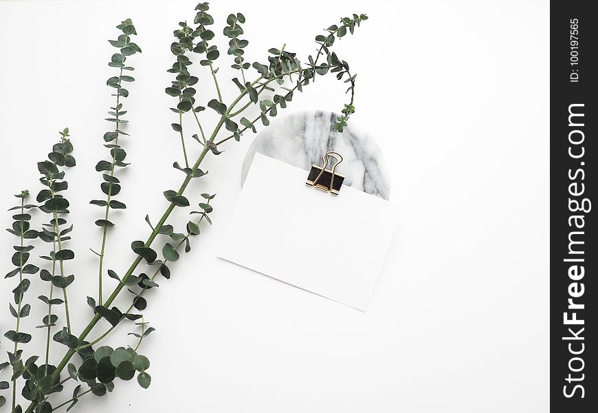 Plant, Flowerpot, Flower, Product Design