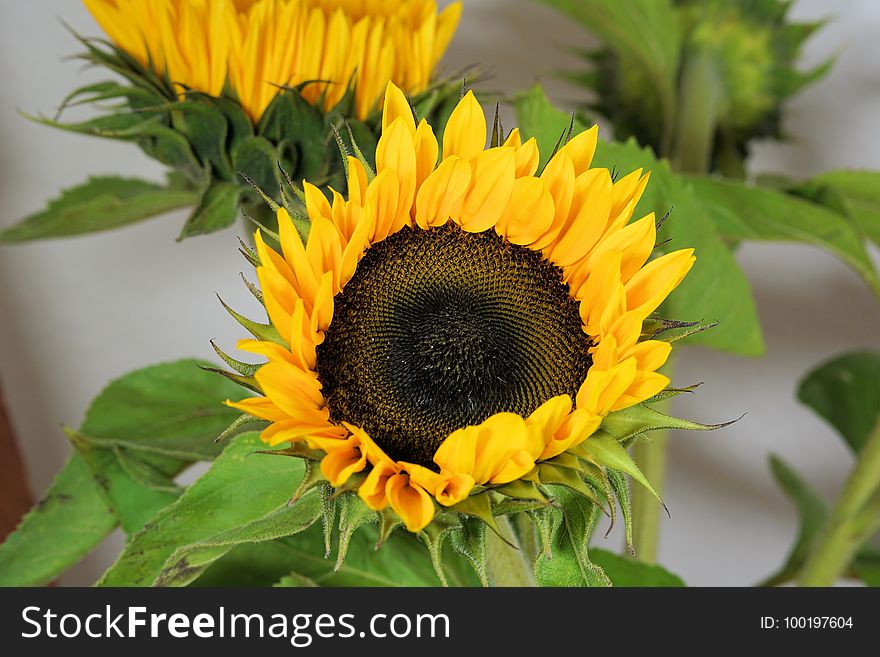 Flower, Sunflower, Sunflower Seed, Plant