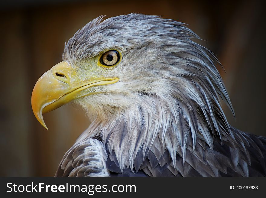 Beak, Bird Of Prey, Bird, Eagle