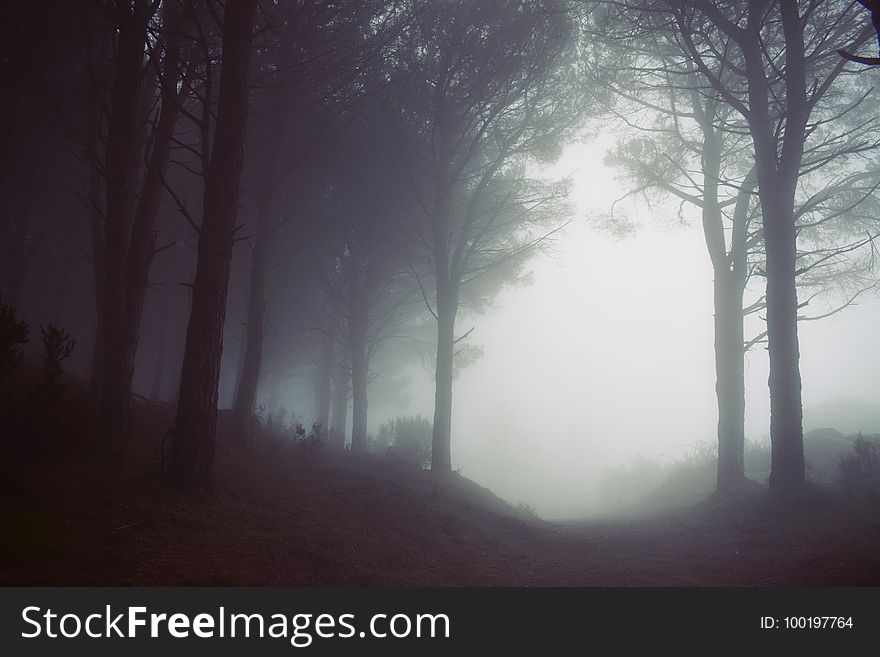 Fog, Mist, Forest, Atmosphere