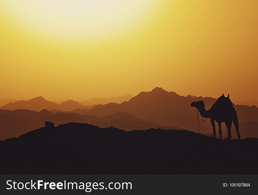 Camel, Sky, Sunrise, Camel Like Mammal