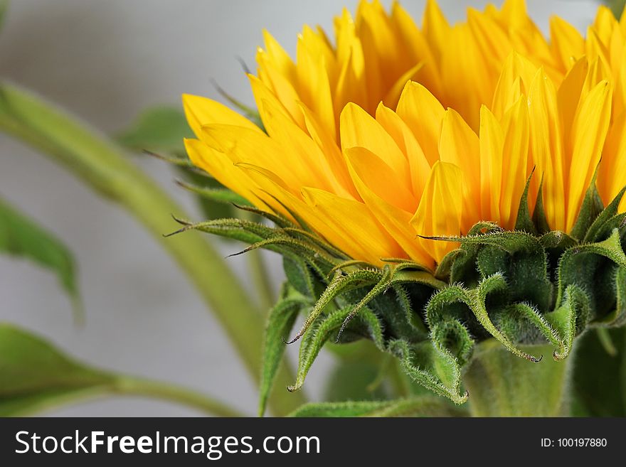 Flower, Yellow, Sunflower, Close Up