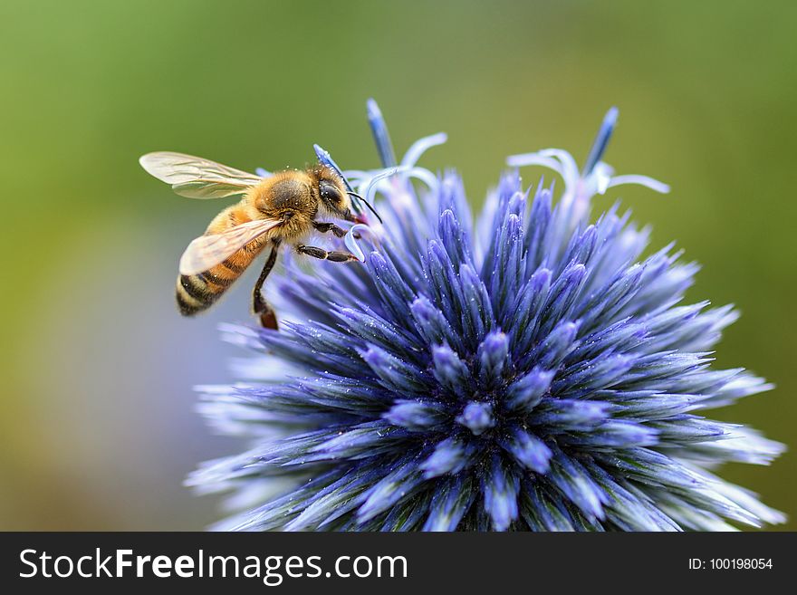 Honey Bee, Bee, Insect, Membrane Winged Insect