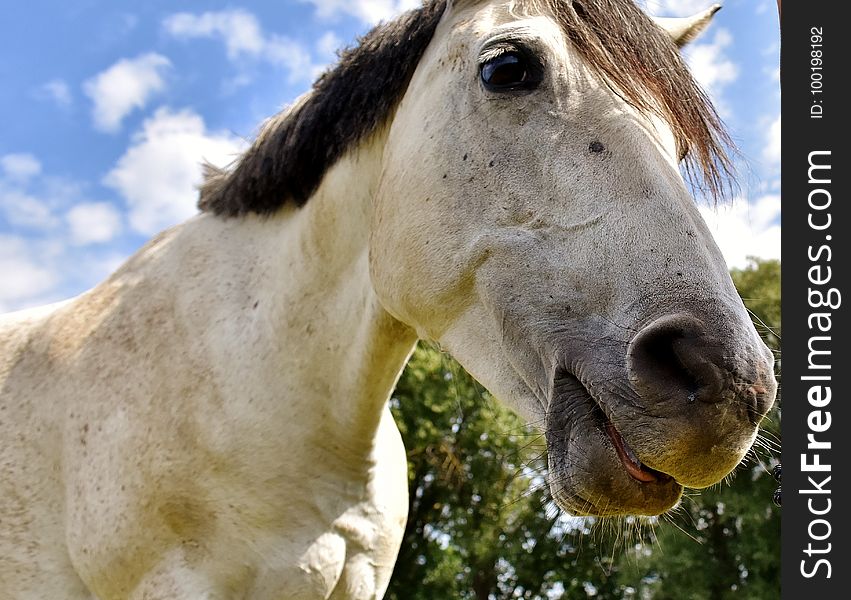 Horse, Mane, Fauna, Horse Like Mammal