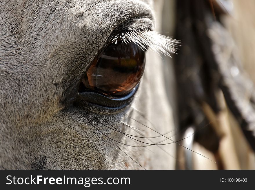 Nose, Mane, Close Up, Horse Like Mammal