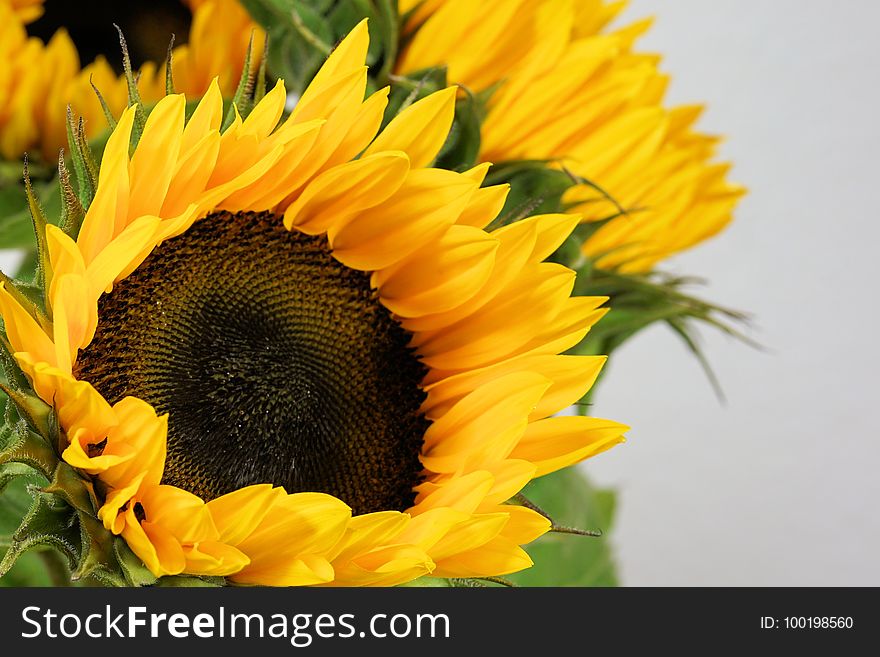 Flower, Sunflower, Yellow, Sunflower Seed