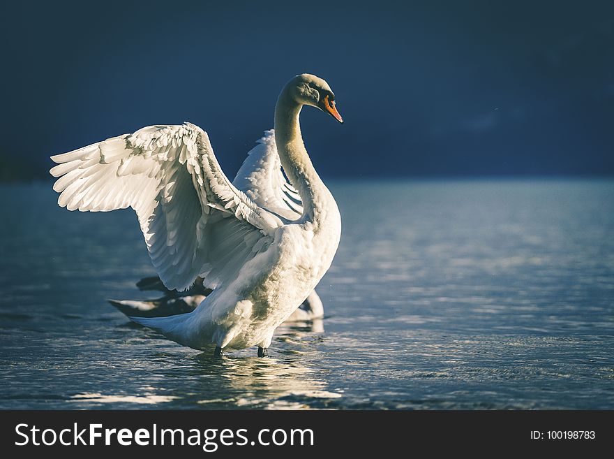 Swan, Water Bird, Bird, Beak