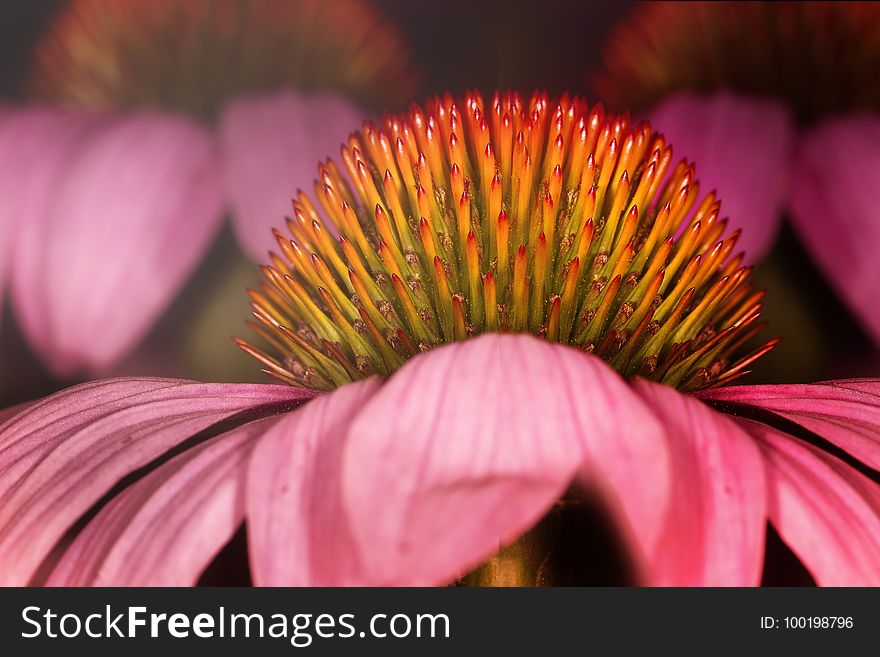 Flower, Pink, Flora, Coneflower