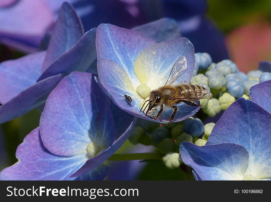 Honey Bee, Bee, Flower, Flora