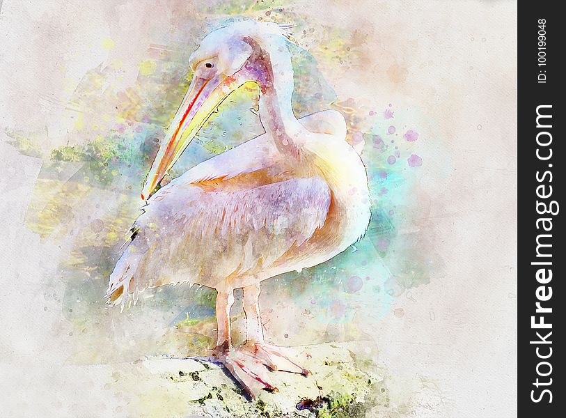 Beak, Fauna, Bird, Watercolor Paint