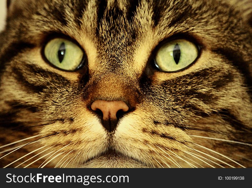 Cat, Whiskers, Mammal, Eye