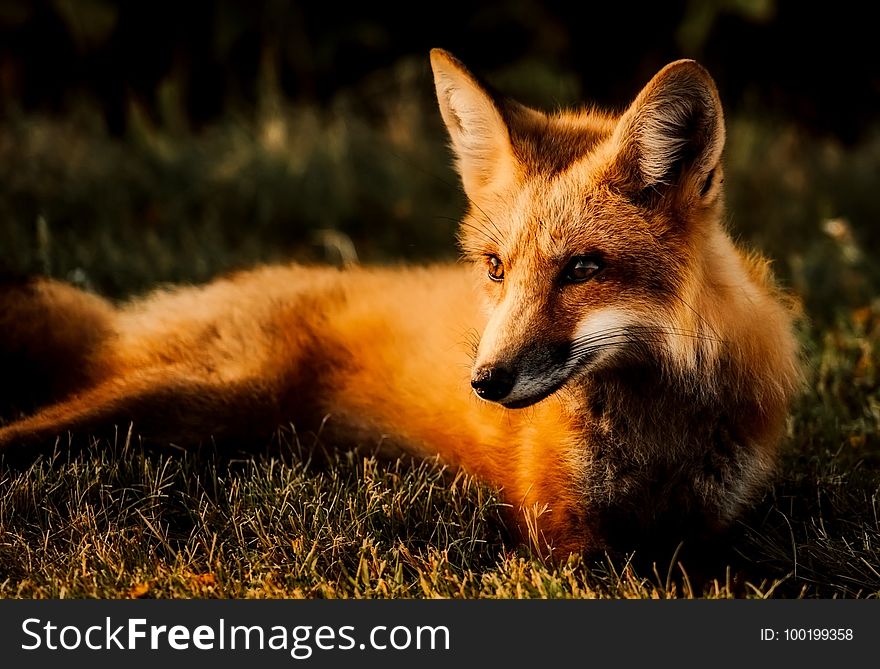 Fox, Wildlife, Red Fox, Fauna